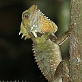 Boyd's Forest Dragon in Malanda Circuit Walk ボイドモリドラゴン<br />EOS7D + EF300 F2.8L III + EF1.4xII + SPEEDLITE 580EXII